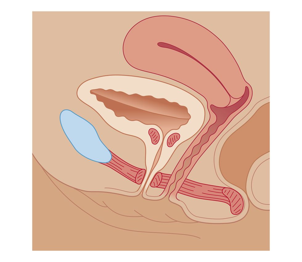 Cross section biomedical illustration of normal bladder in female