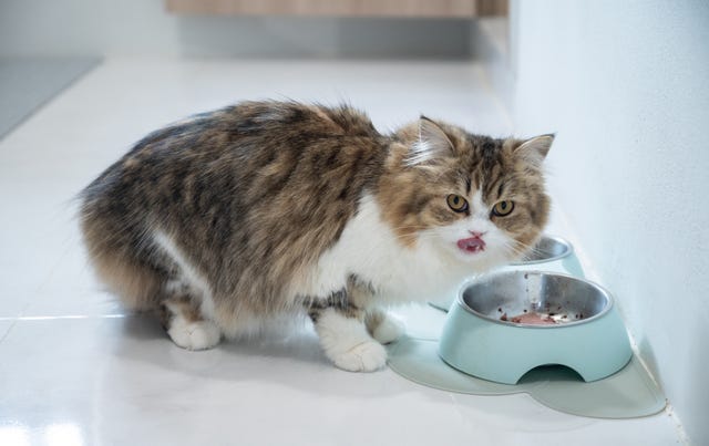 gato comiendo