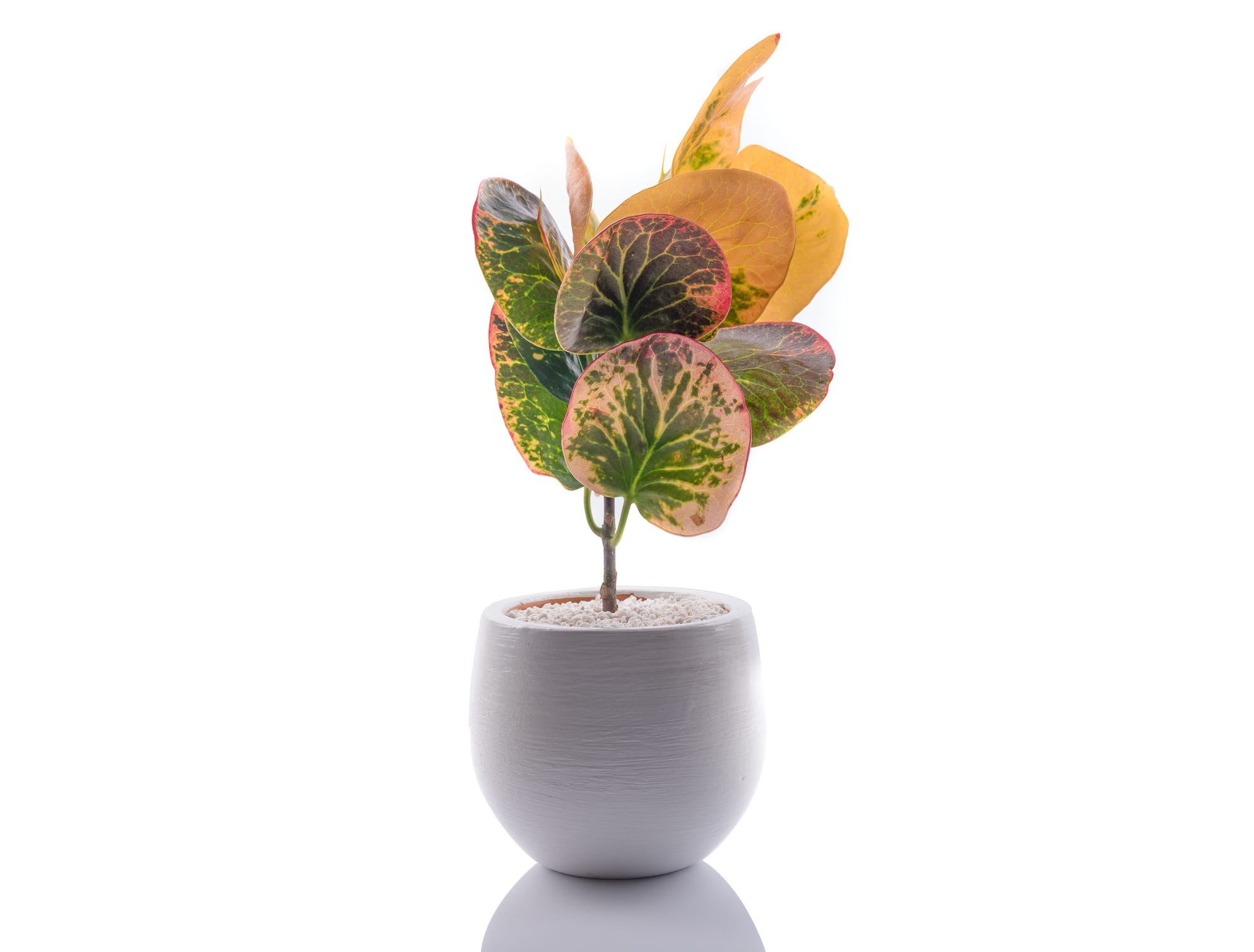croton