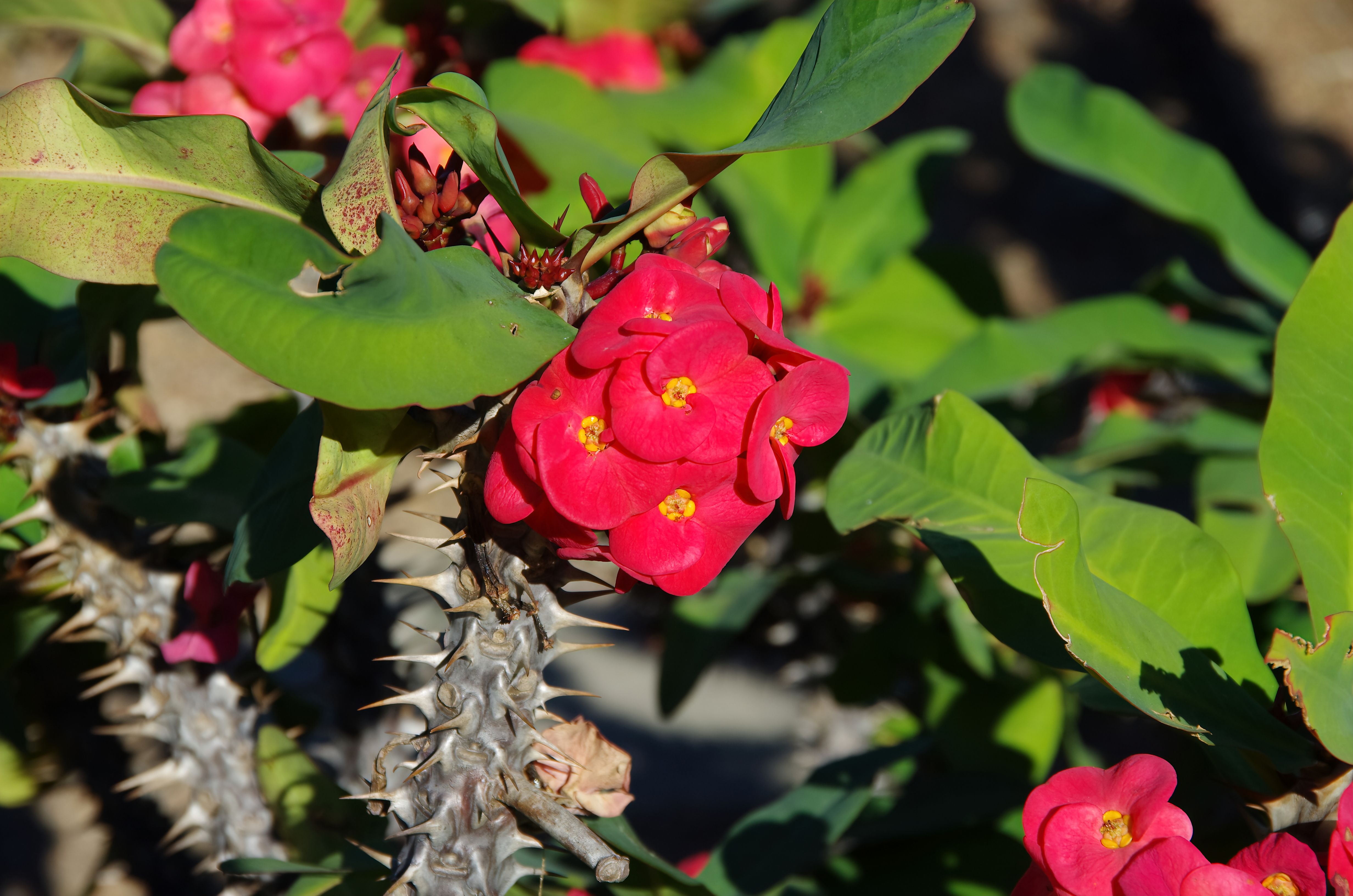 flowering thorny bushes