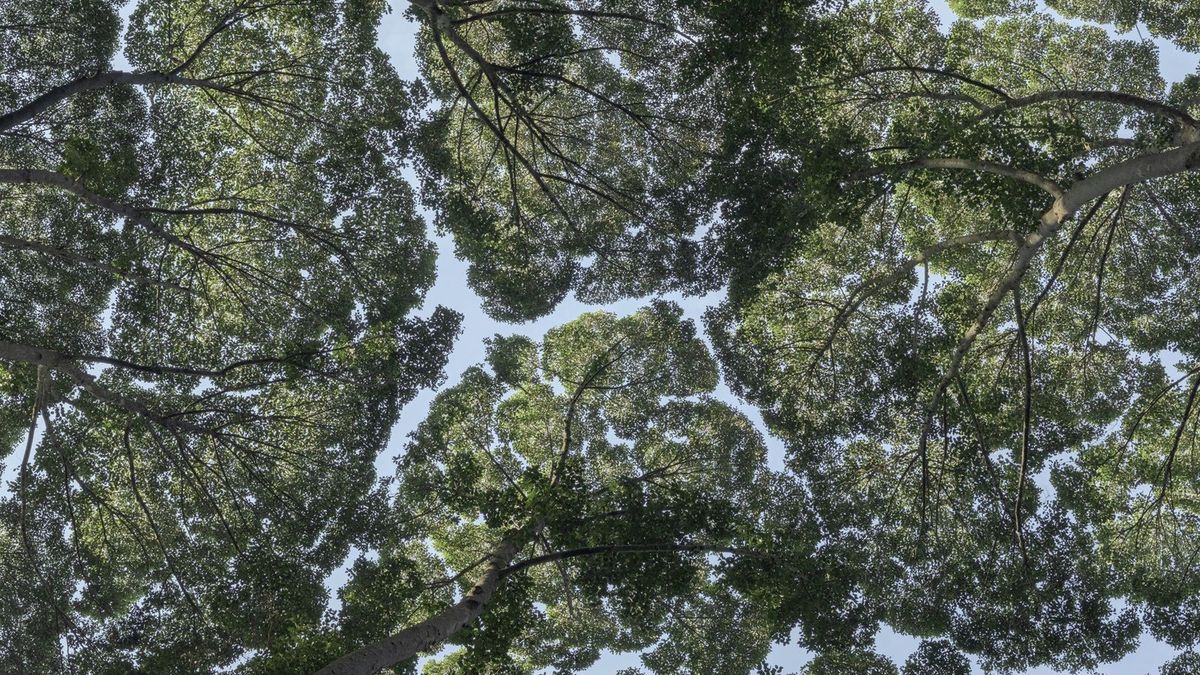 Op het terrein van het Forest Research Institute Malaysia FRIM in Maleisi laten deze kapurbomen Dryobalanops aromatica zien hoe kruinschuwheid werkt Het fenomeen doet zich voor bij sommige boomsoorten en zorgt voor het ontstaan van een netwerk van tussenruimten tussen de takken van aangrenzende boomkronen