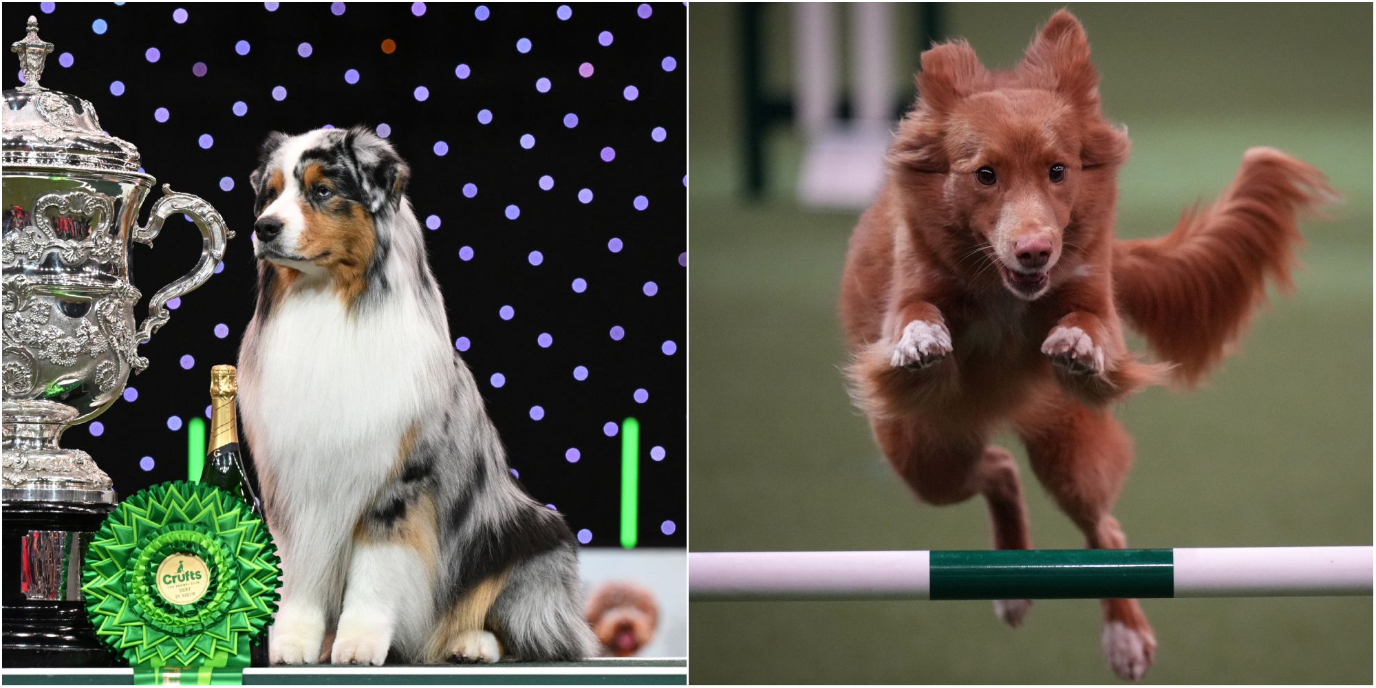 Crufts best sale australian shepherd