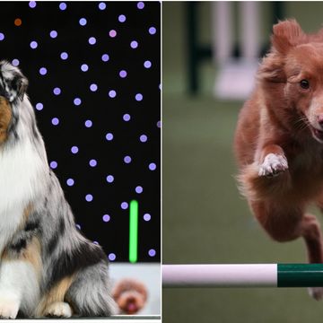 dogs at crufts 2024