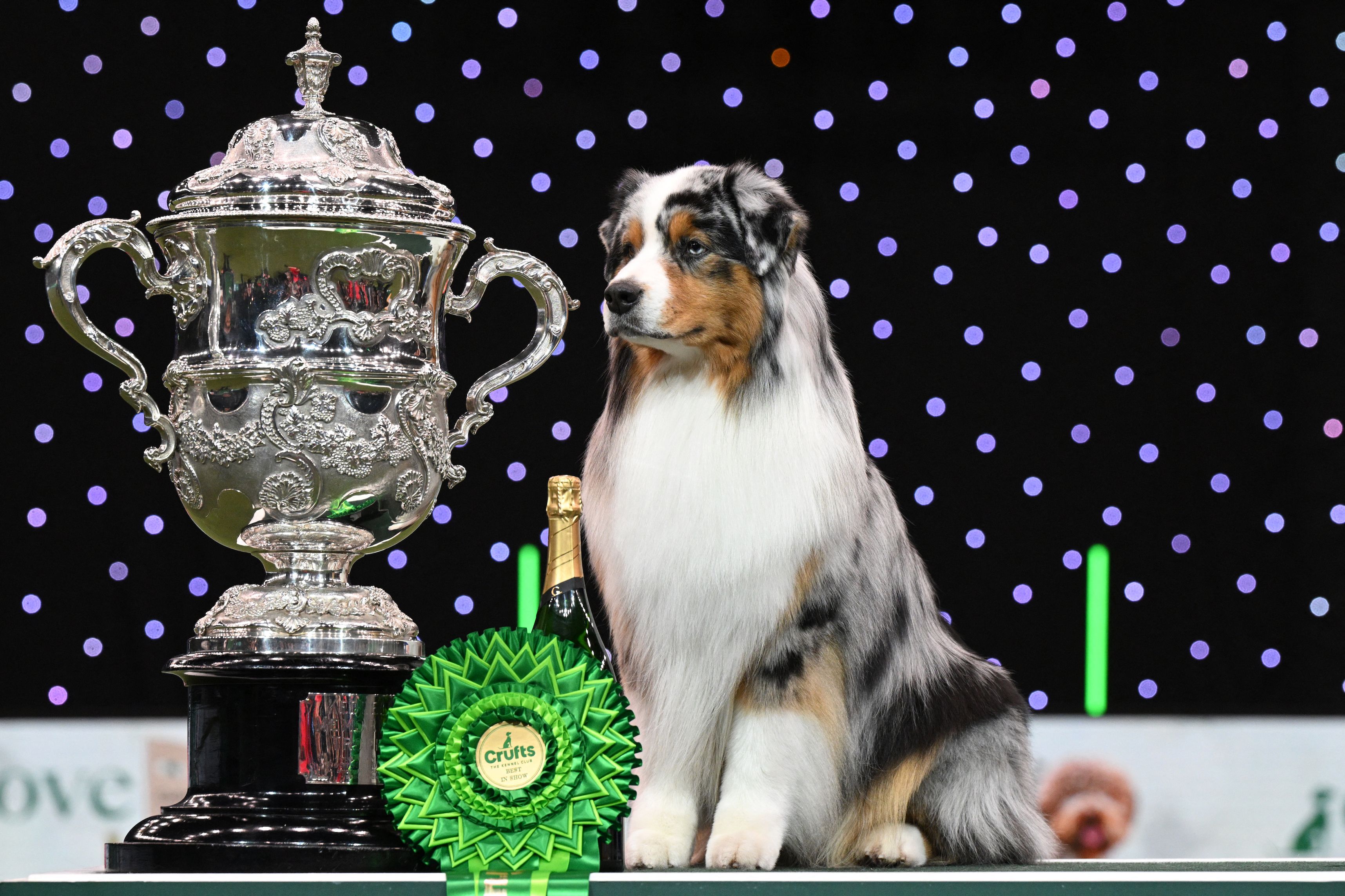 What breed of dog has won the fashion most in show crufts