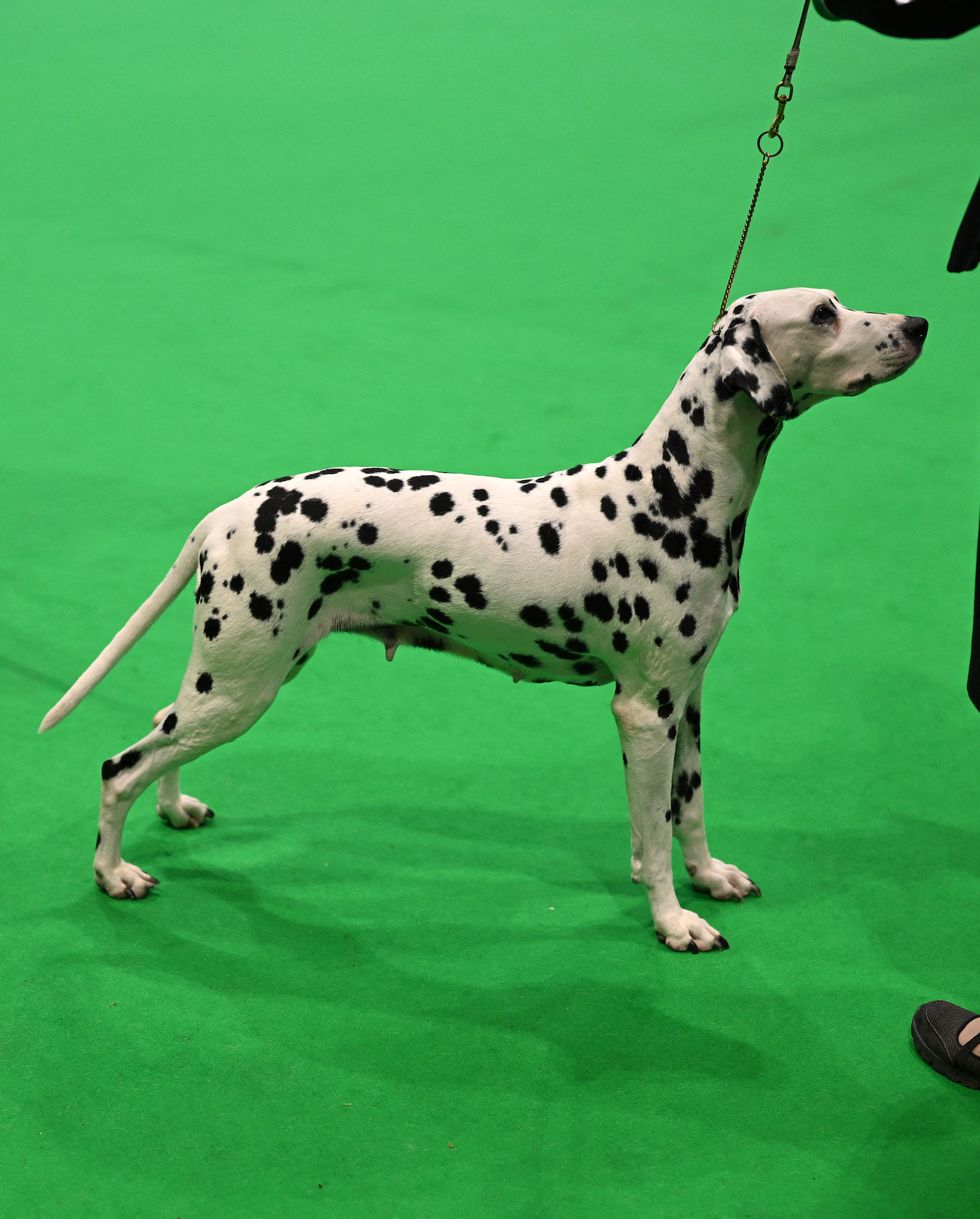 dalmatians are judged in the toy and utility class on the first day of the crufts dog show at the national exhibition centre in birmingham, central england, on march 7, 2024 photo by oli scarff afp