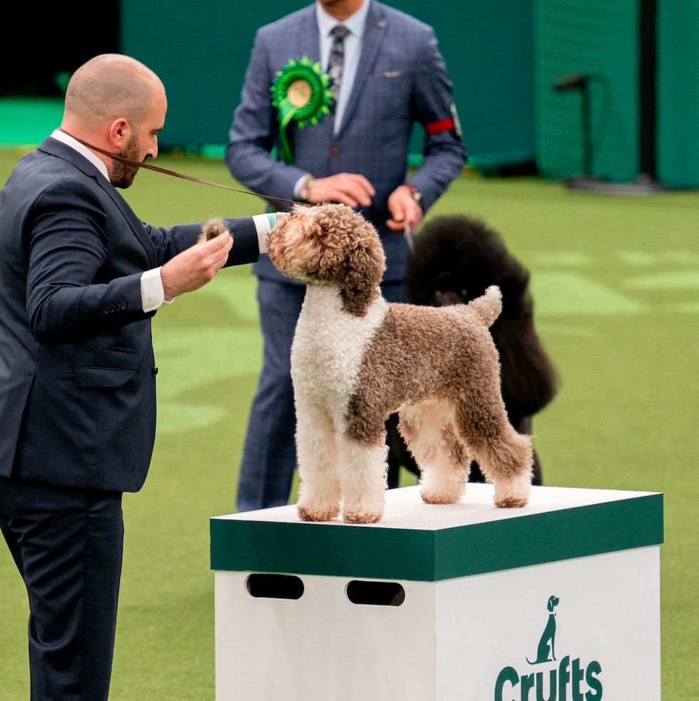 birmingham, england march 12 orca, the lagotto romagnolo wins best in show at nec arena on march 12, 2023 in birmingham, england billed as the greatest dog show in the world, the kennel club event sees dogs from across the world competing for best in show photo by shirlaine forrestgetty images