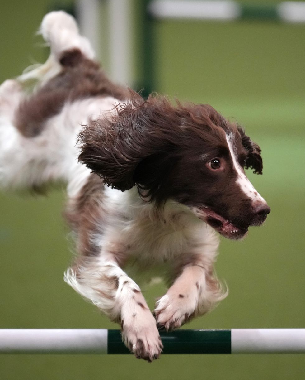 birmingham, england march 08 tarnock forever fancy jumps an obstacle during the agility competition on day two of crufts fat the national exhibition centre on march 08, 2024 in birmingham, england over 24,000 dogs from 220 different breeds take part in crufts 2024 with hundreds of the most agile and athletic dogs competing in different competitions including agility and flyball and, new for this year, hoopers a low impact and inclusive activity for dogs and owners the event culminates in the best in show 2024 trophy, awarded on sunday night photo by christopher furlonggetty images