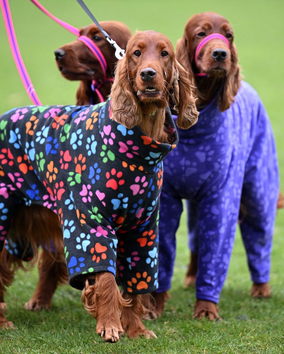 dogs in coats arrive on the third day of the crufts dog show at the national exhibition centre in birmingham, central england, on march 9, 2024 photo by oli scarff afp