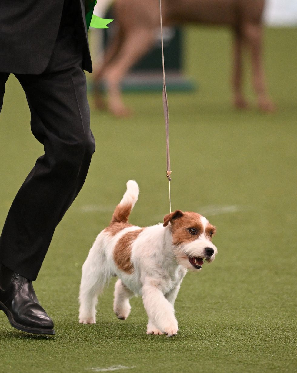 jack russell at crufts