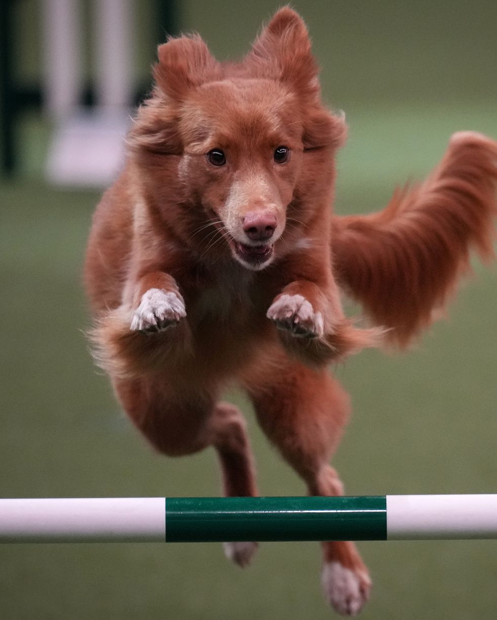 birmingham, england march 08 yunalesca's mad as a hatter jumps an obstacle during the agility competition on day two of crufts fat the national exhibition centre on march 08, 2024 in birmingham, england over 24,000 dogs from 220 different breeds take part in crufts 2024 with hundreds of the most agile and athletic dogs competing in different competitions including agility and flyball and, new for this year, hoopers a low impact and inclusive activity for dogs and owners the event culminates in the best in show 2024 trophy, awarded on sunday night photo by christopher furlonggetty images