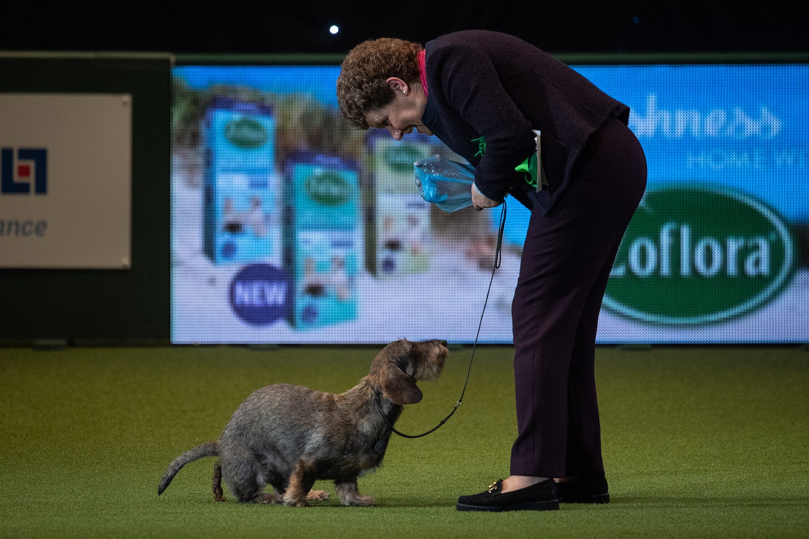 what day is hound day at crufts