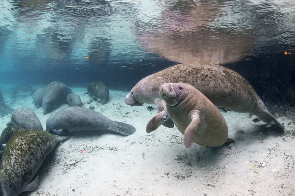 crystal river and its company of manatees