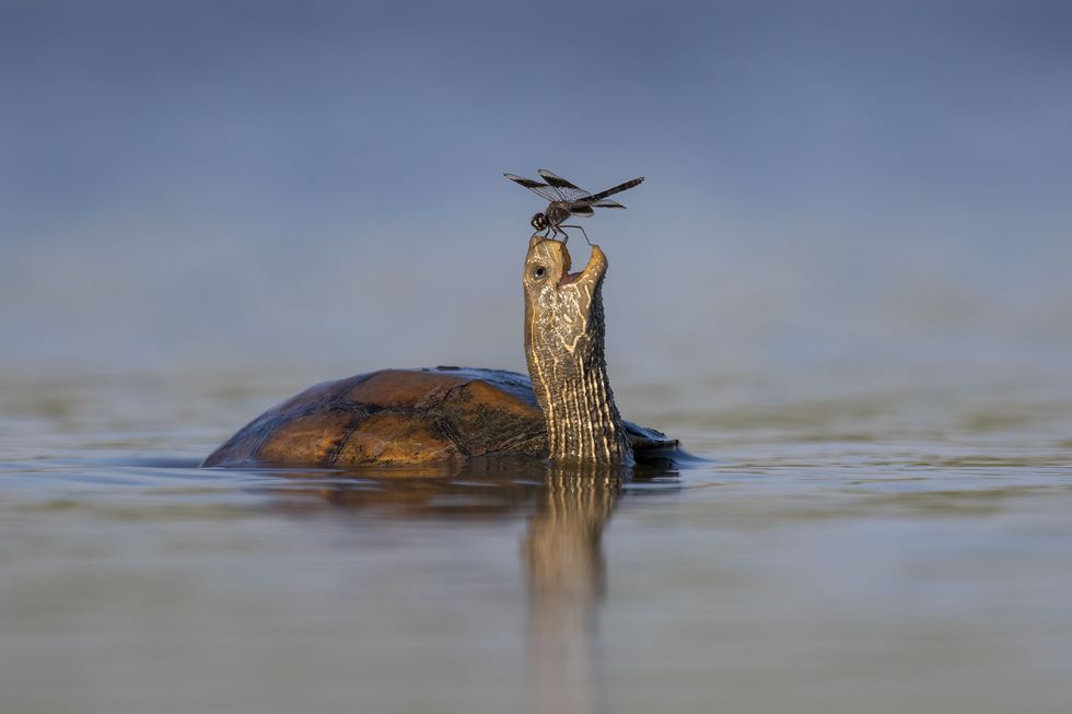 turtle and dragonfly