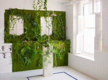 5 plantas interior decorar bano necesitan poca luz humedad fáciles de cuidar