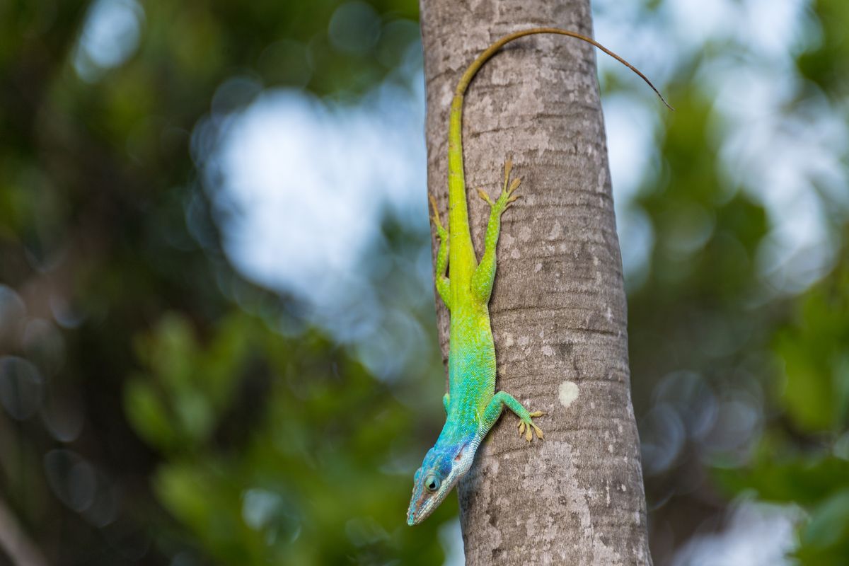 Cuban False Chameleon or Knight Anole in Large Twig