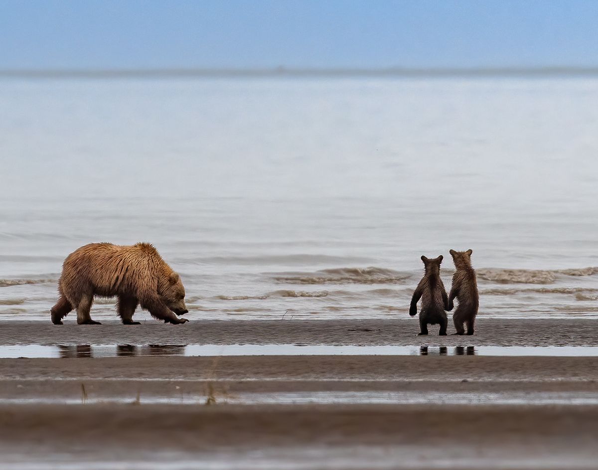lake clark national park, alaska, united states   july 15, 2019 two grizzly bear cubs appear to hold hands while gazing out onto the vast inlet as their mother hunts for clams buried on the sandy beach