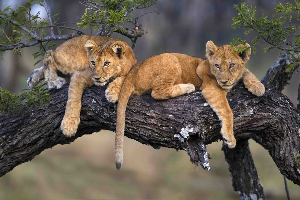 Cubs in a Tree