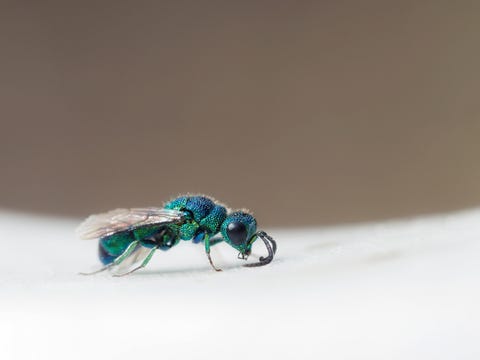 cuckoo wasp