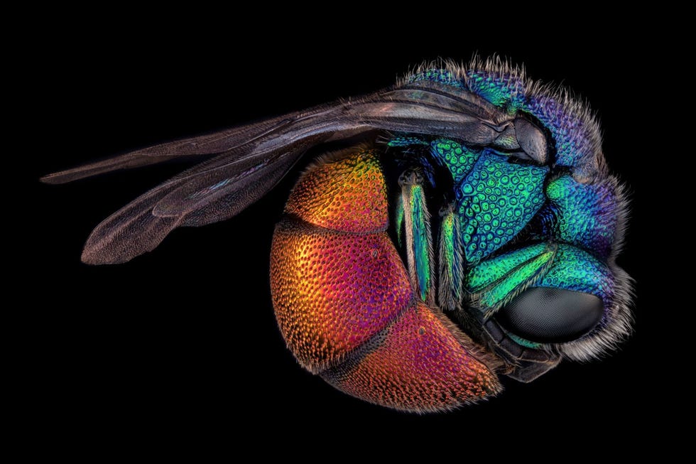 Deze slapende goudwesp vastgelegd door fotograaf Thorben Danke ziet eruit als een fonkelend juweel Maar er schuilt meedogenloosheid in dit opgekrulde schepsel Deze wespensoort legt zijn eitjes in de nesten van andere insecten en de larven eten hun nestgenoten op of hongeren ze uit Uit Geniet van de kleine wonderen die door een microscoop te zien zijn september 2021