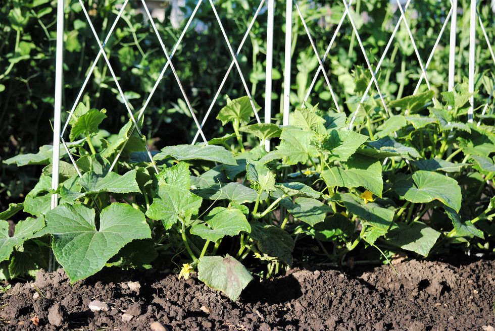 cucumber plants planted next to a trellis for plant support, growing in a country garden