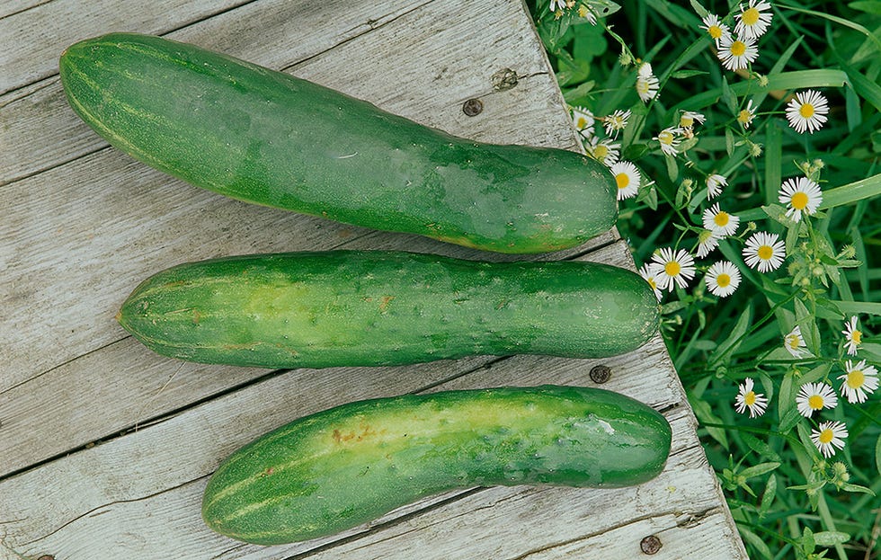 cucumbers