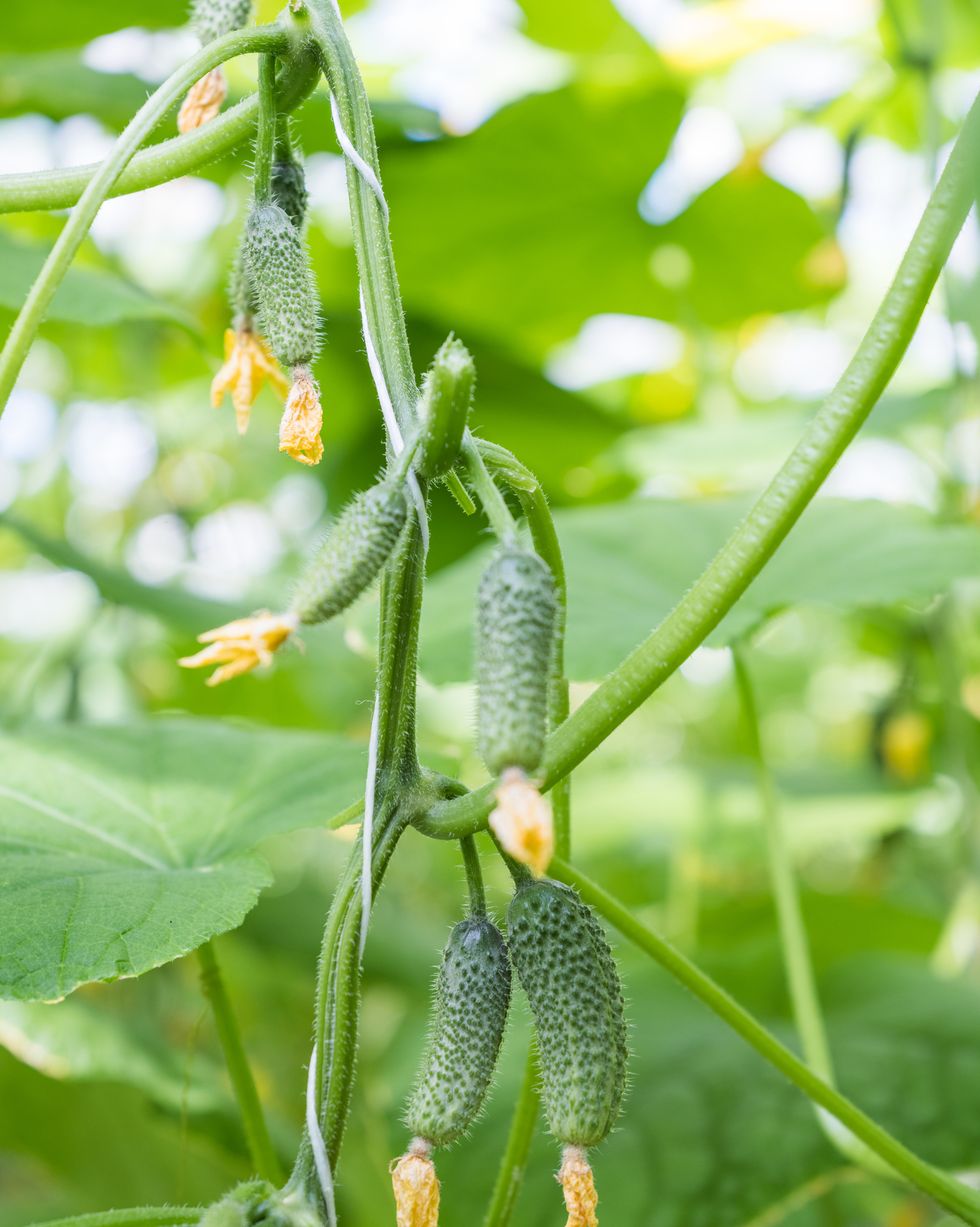 easiest vegetables to grow cucumbers