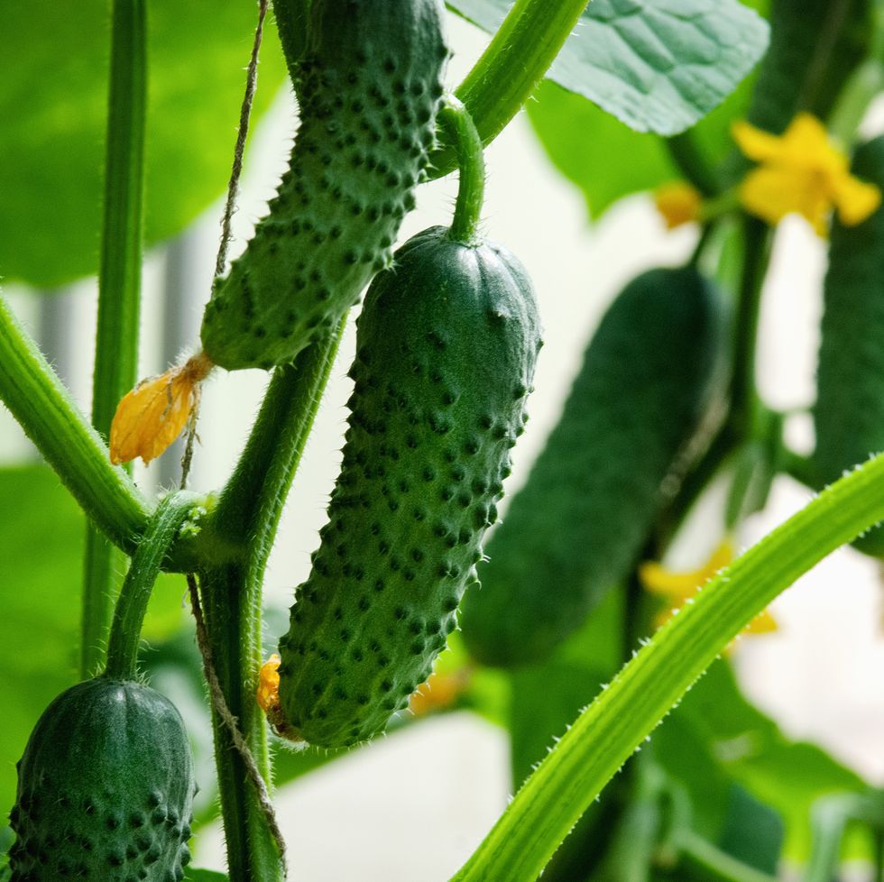 cucumbers grown in greenhouse,organic homesteading,homegrown vegetables
