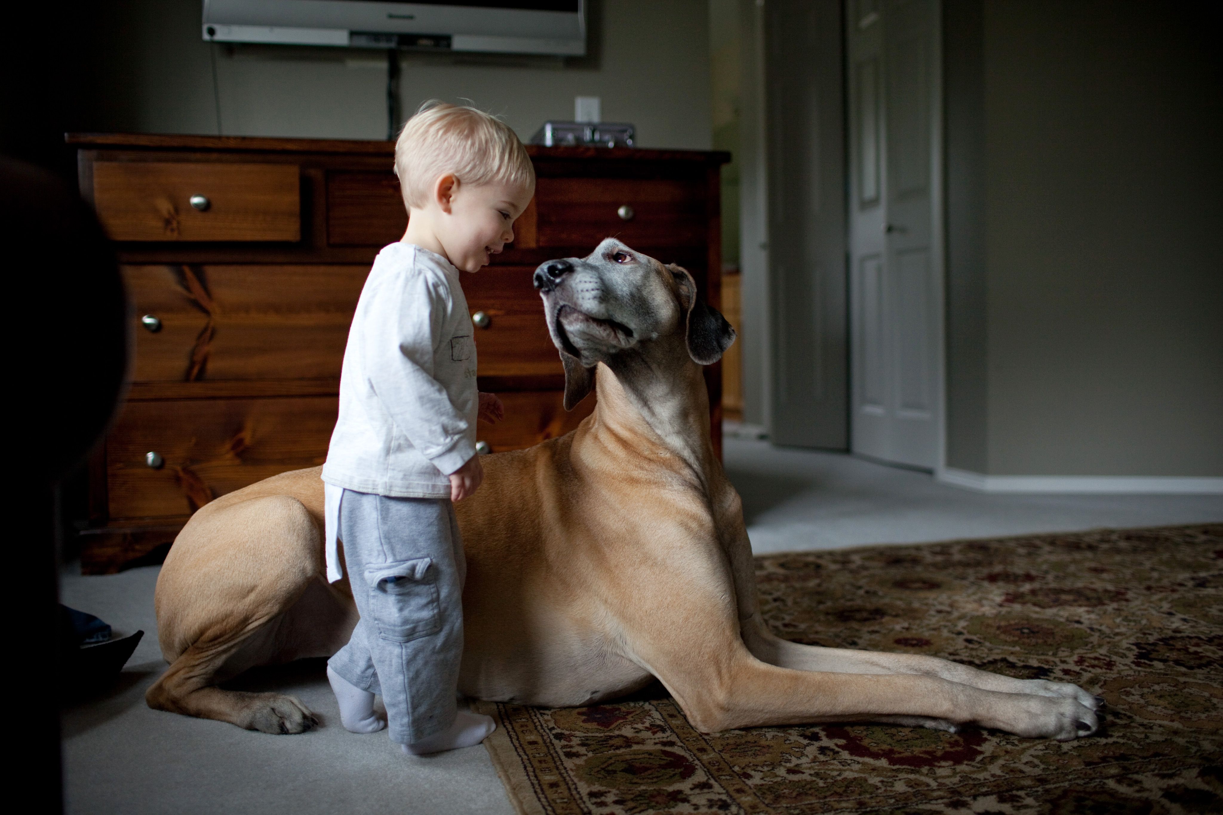 are great danes cuddly