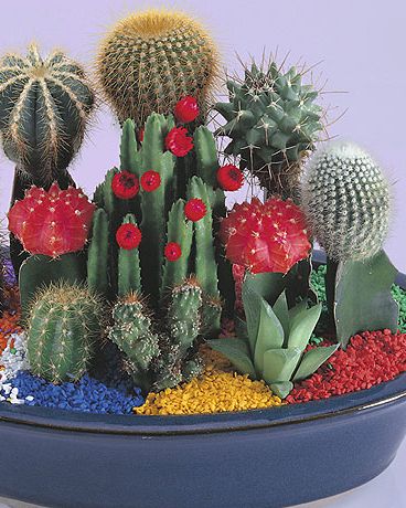 los cactus injertados son perfectos para crear arreglos o bodegones de plantas