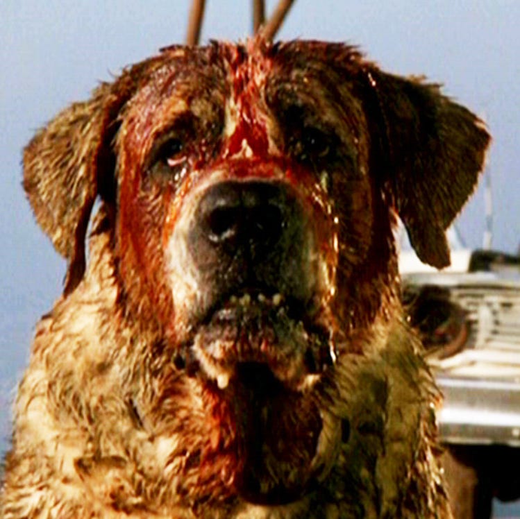 cujo cujo