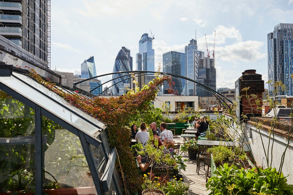 culpeper regen rooftop