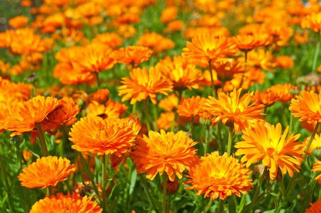 cultivation of pot marigold