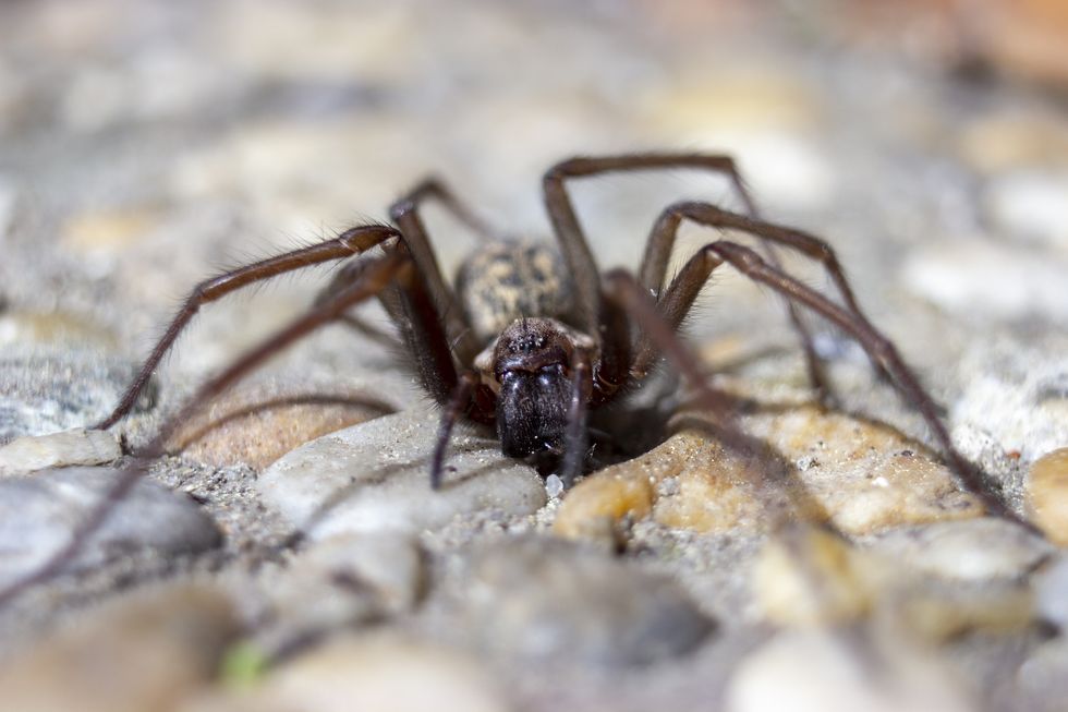 uk spiders – cupboard spider