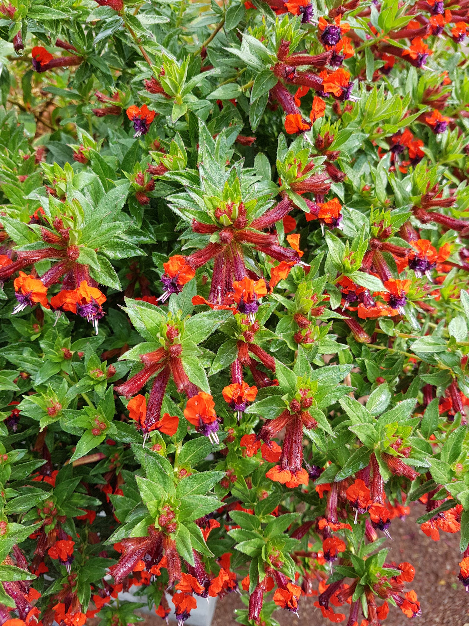 20 Best Annual Flowers and Plants 2024