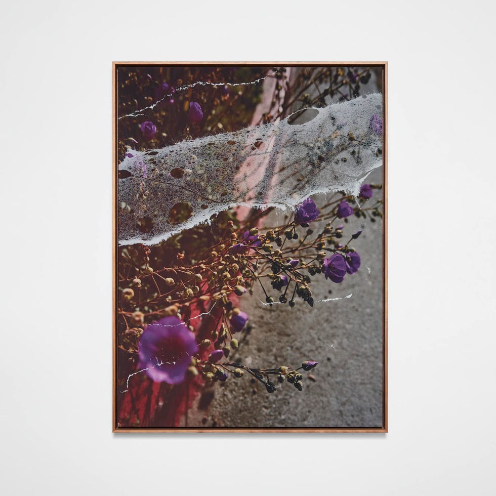 purple flowers
