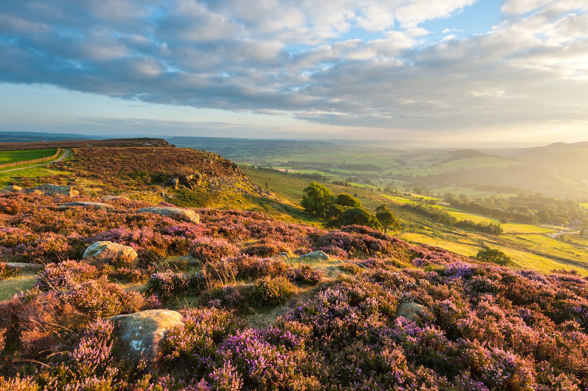 Heather Fields Under Threat From Climate Change - National Trust