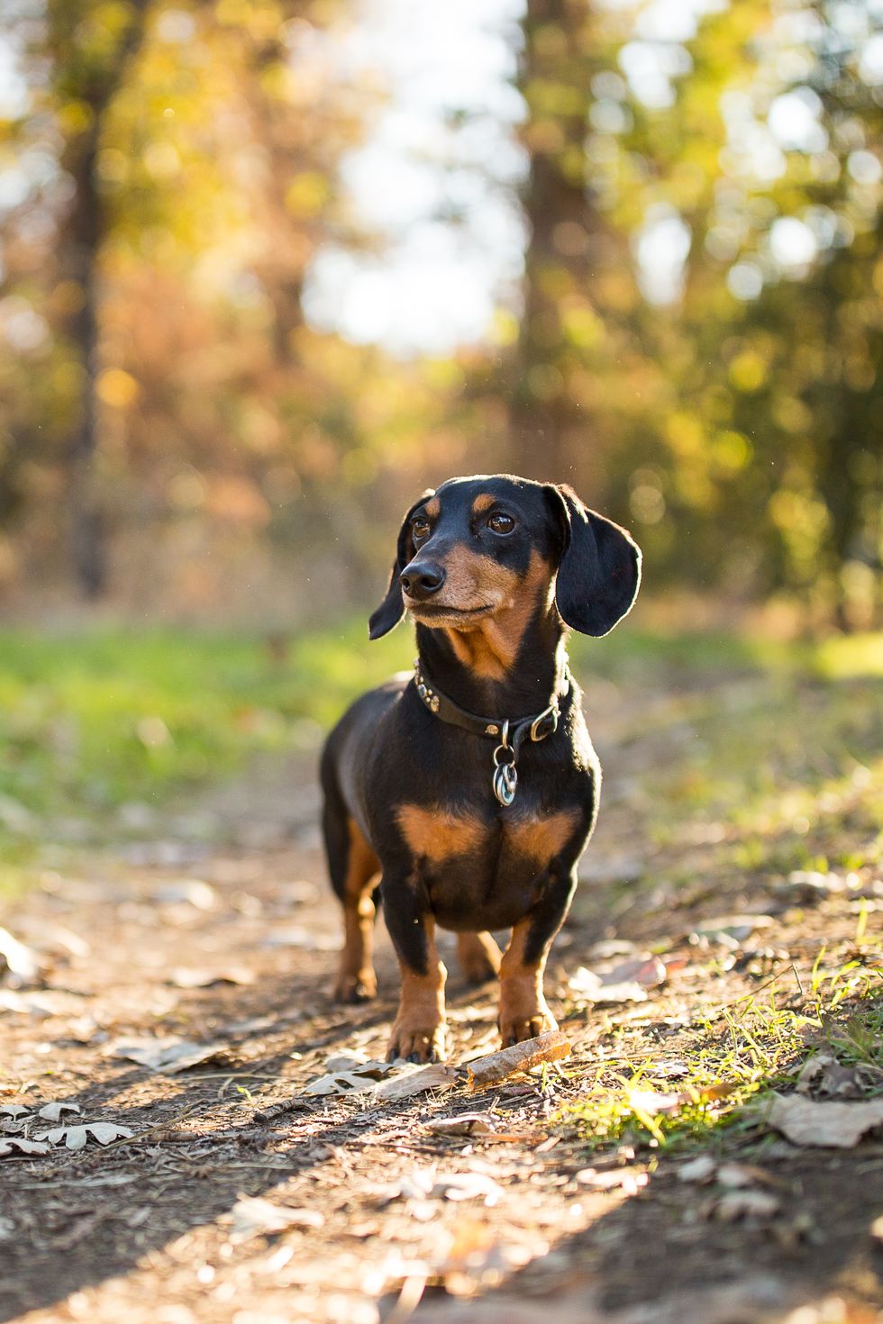 curious dachshund outdoors