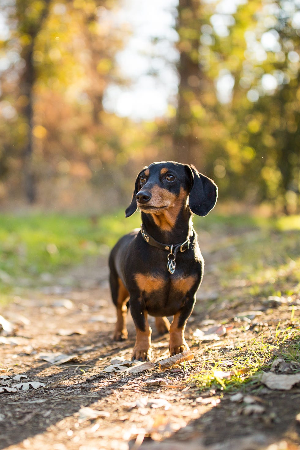 Curious Dachshund Outdoors