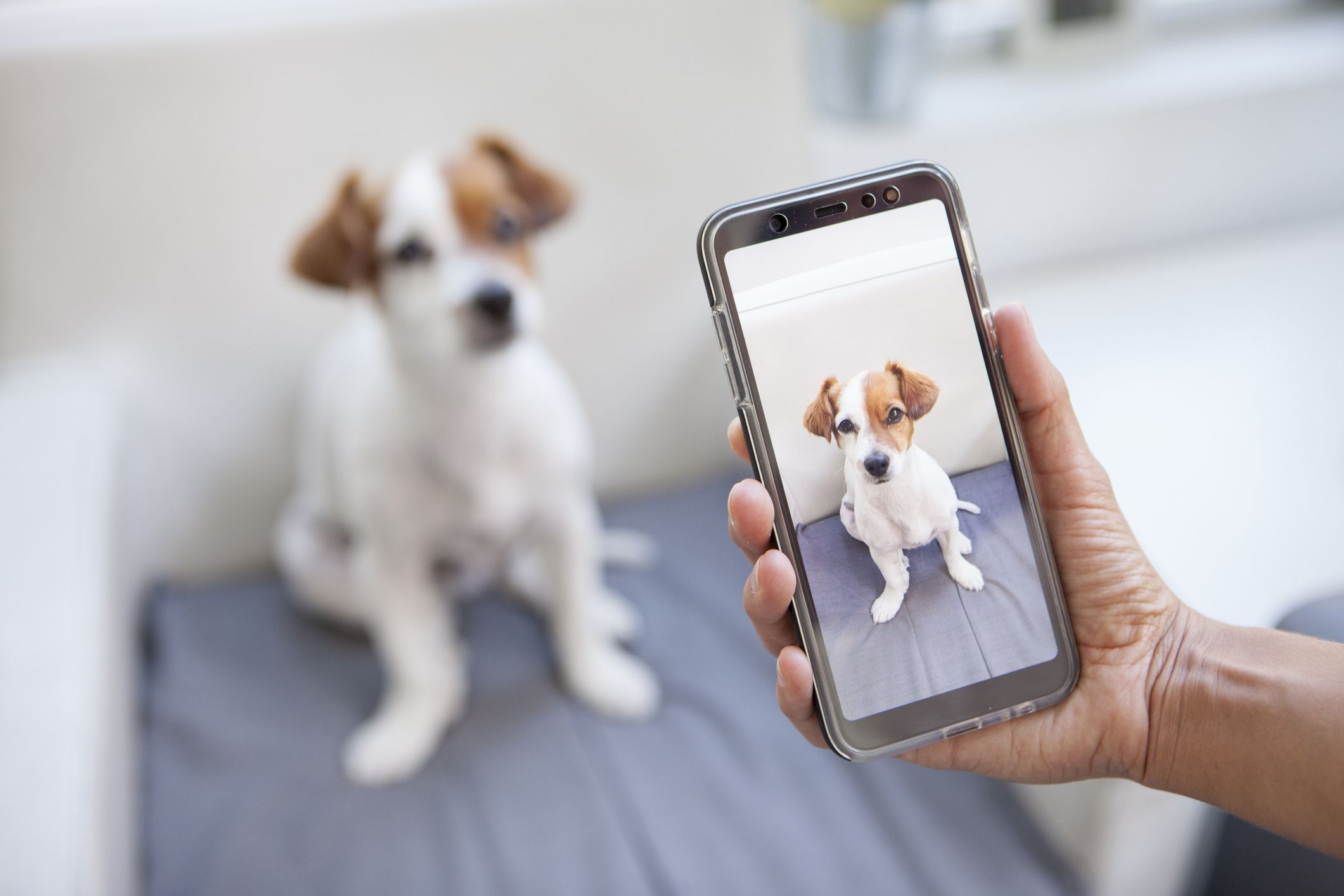 This Weird Looking Toy Will Be Your Dog's Best Friend on a Rainy Day