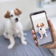 hand taking a photo of a brown and white dog on a phone