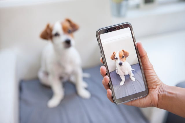 hand taking a photo of a brown and white dog on a phone