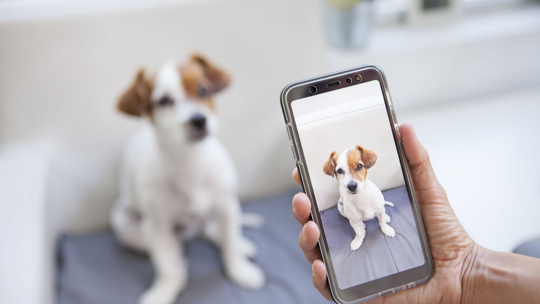 50 Best Dog Instagram Captions - Short and Funy Captions for Dogs