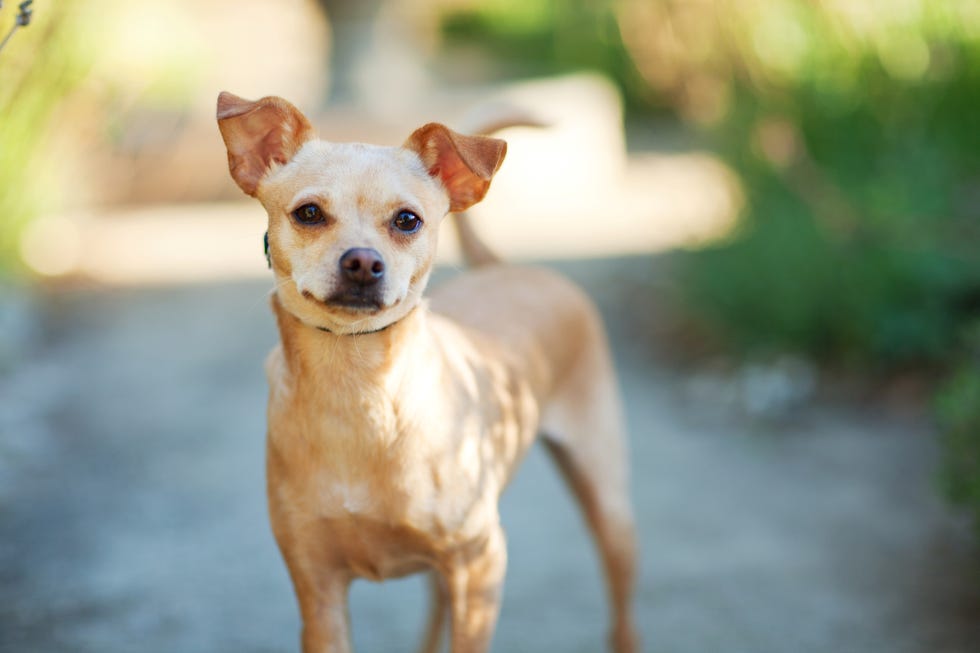 Chihuahua Dog Bench Outdoors Flowers