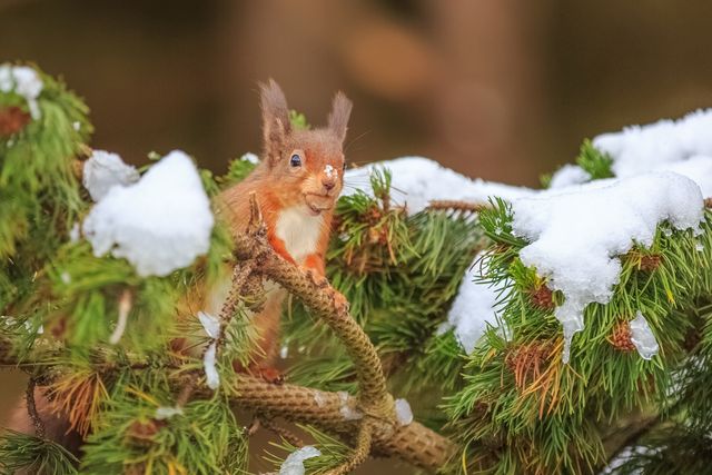 Curious red squirrel in pine tree