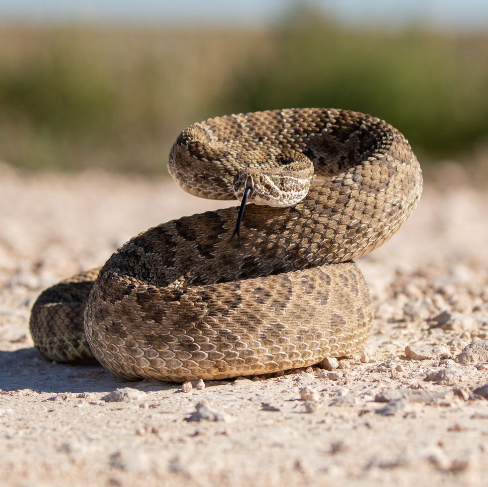 curled up rattlesnake ready to attack if needed, texas