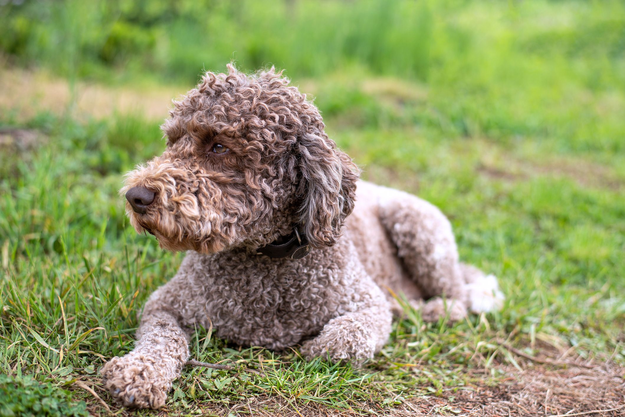 Chocolate lab store with curly hair