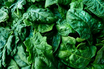 curly leaf spinach