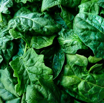 Curly Leaf Spinach curly leaf spinach