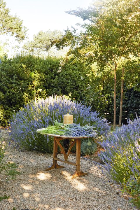 vintage wood table with cut lavender bundles in lavender garden