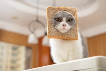 funny food names for cats, british shorthair cat with slice of bread on the head